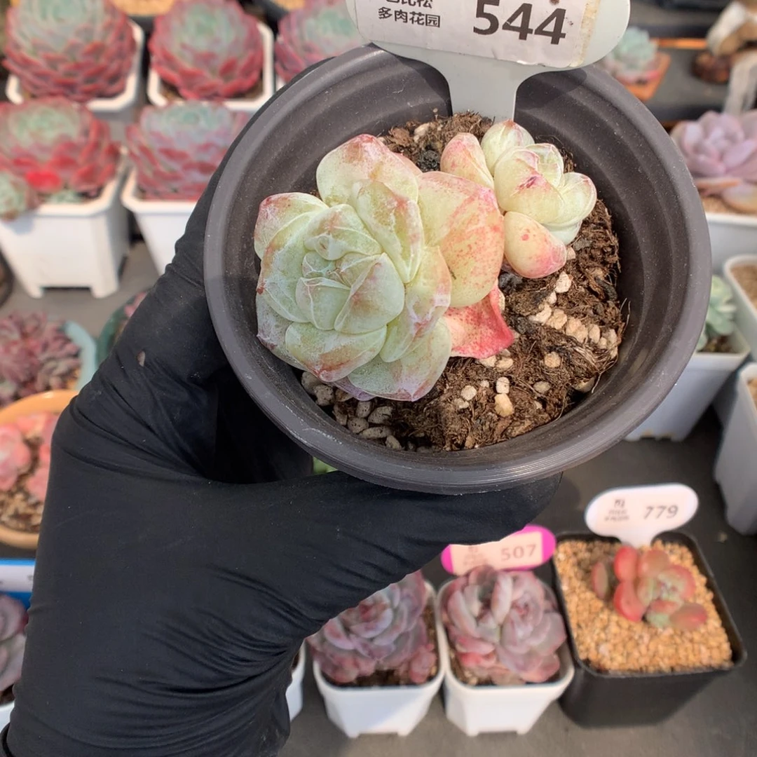 544 双头冰玉石化