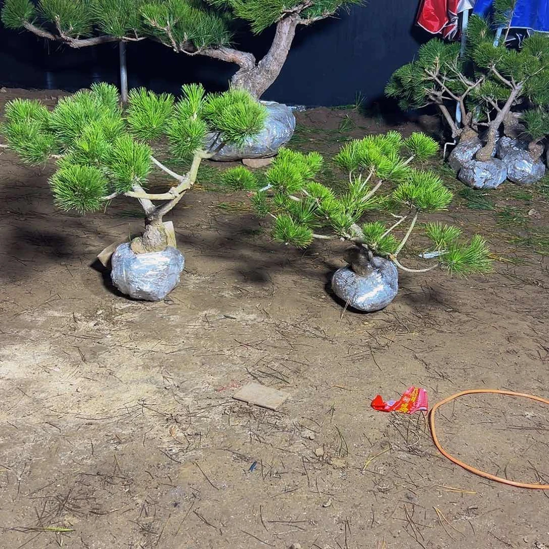 无花朵为***务88888888888