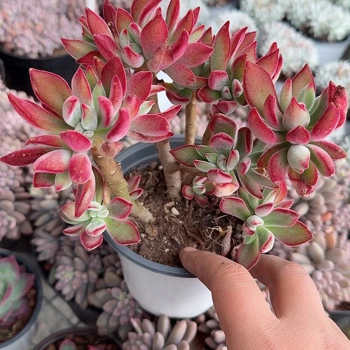 景晃星多肉植物精品