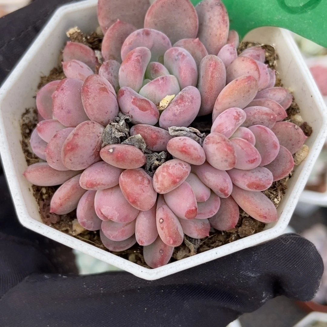 1638粉珍妮多肉植物