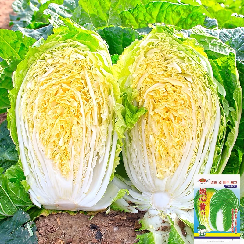 真好吃黄心大白菜种子 黄芯秋播大白菜种籽 冬储耐寒口感好秋冬季