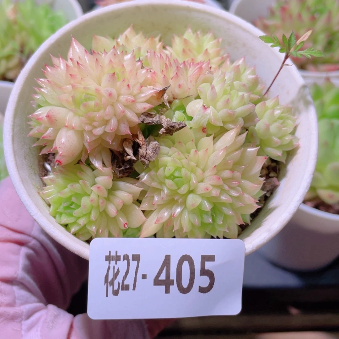 花利美27-405麦秆