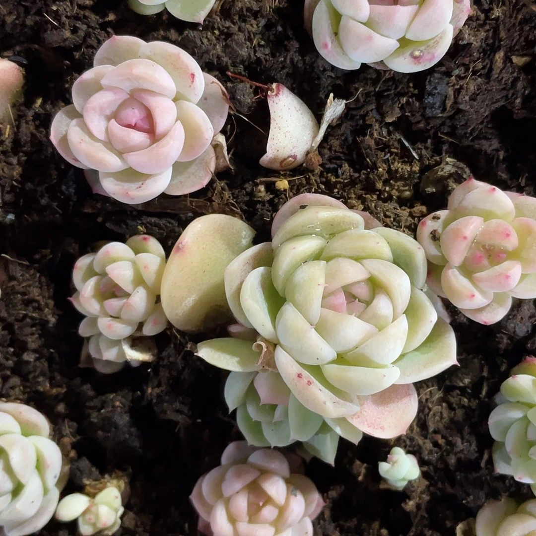 j***5遥遥领先一物一拍053