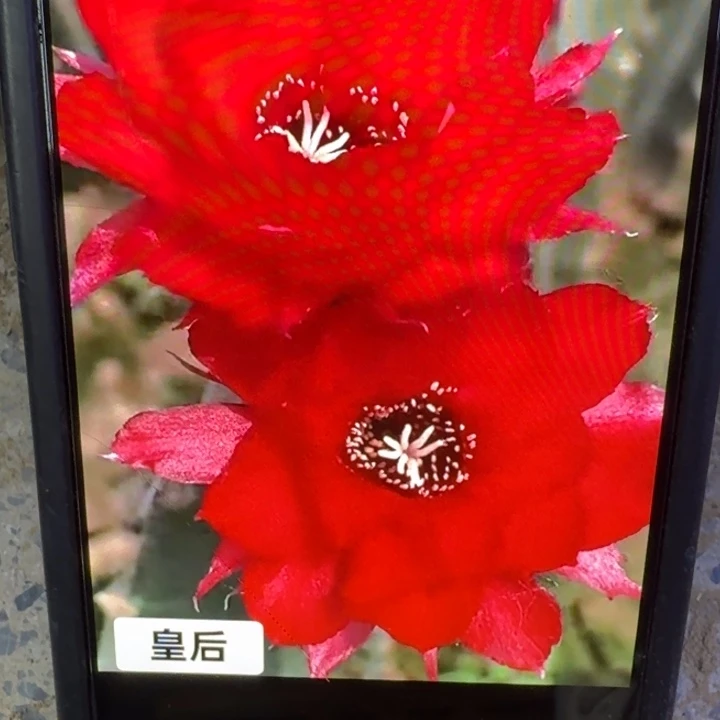 58白檀皇后歪3个无根侧牙，20包邮