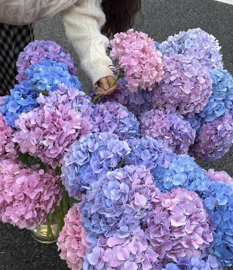 【姹紫嫣红绣球鲜花】云南产地直发 | 新鲜采摘