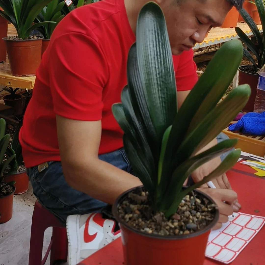 老***金当前无花栽培后可以开花