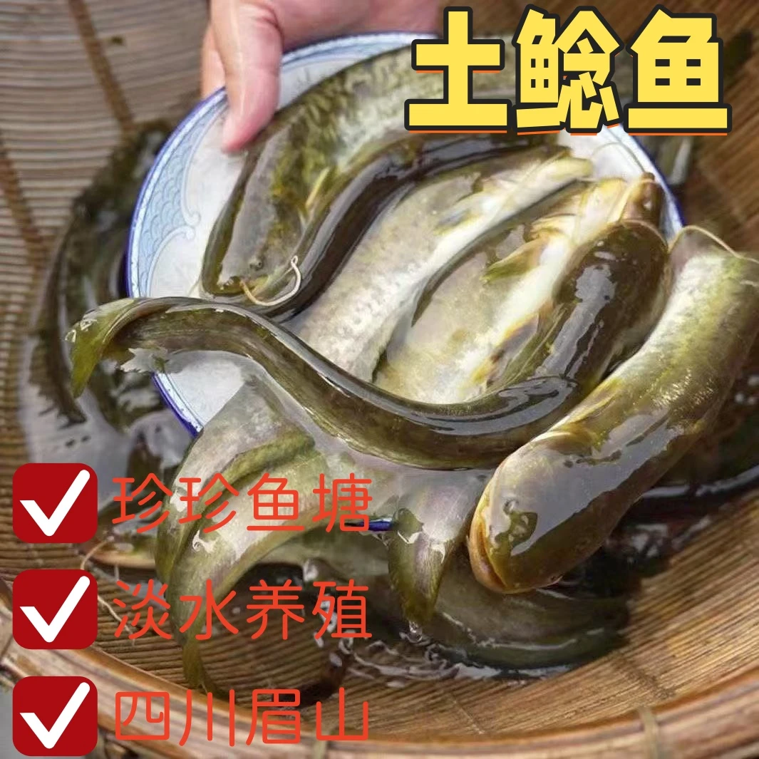土鲶鱼  淡水养殖  四川眉山发货