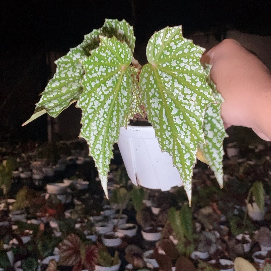竹节一物一拍0001