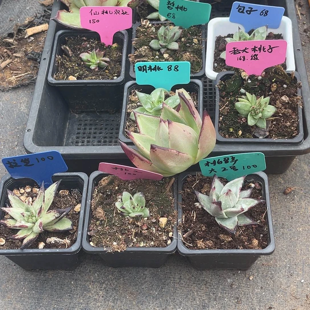 胜*多肉植物一组一排排