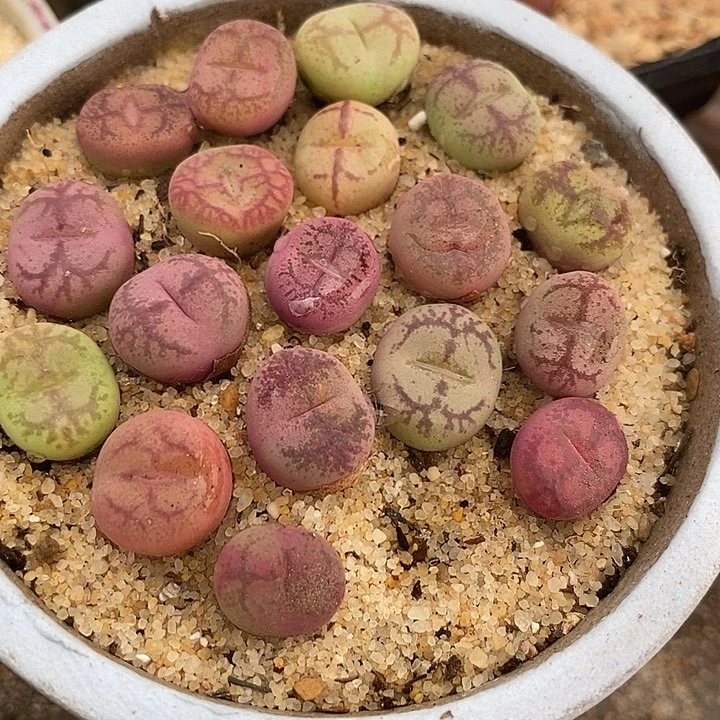 10534白花大紫猴杂交一颗