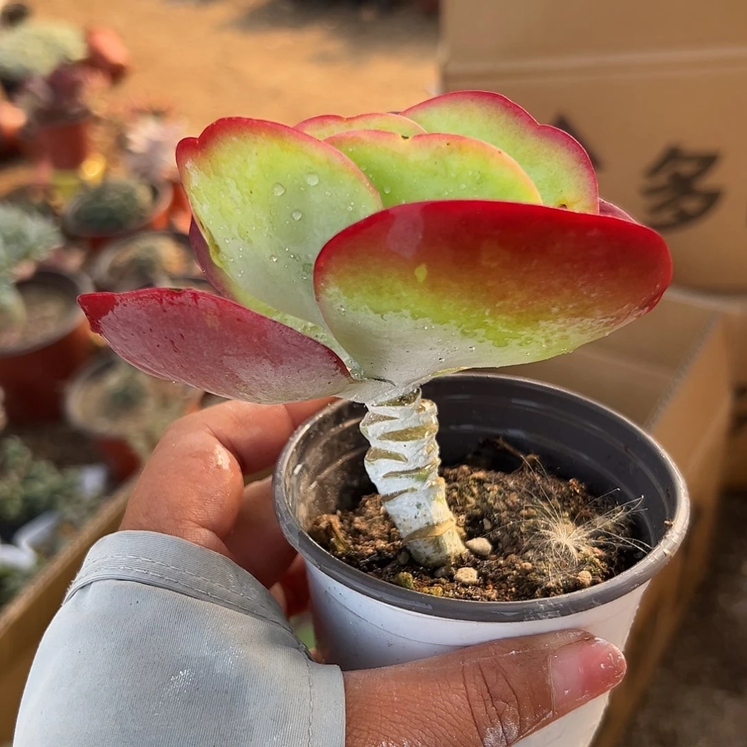 多肉植物唐寅老庄