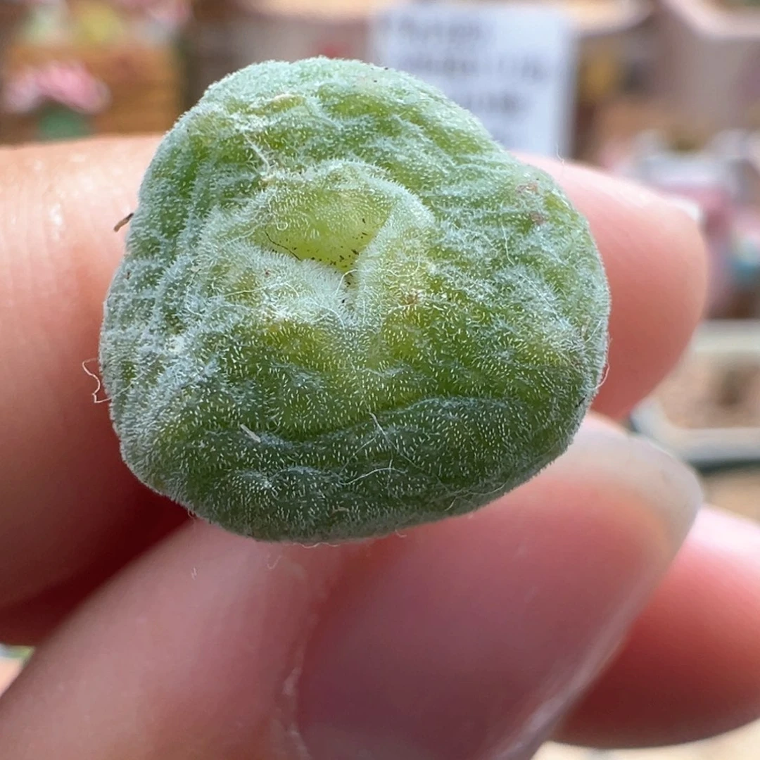 858。青蛙种源10043鬼脸嘟嘟绿豆糕 多肉