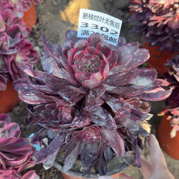 3302金刚多肉一号棚D