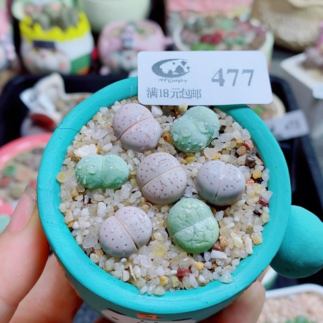 生石花花花哈哈哈哈哈哈477
