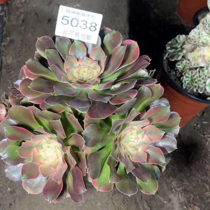 5038香妃的人多肉的