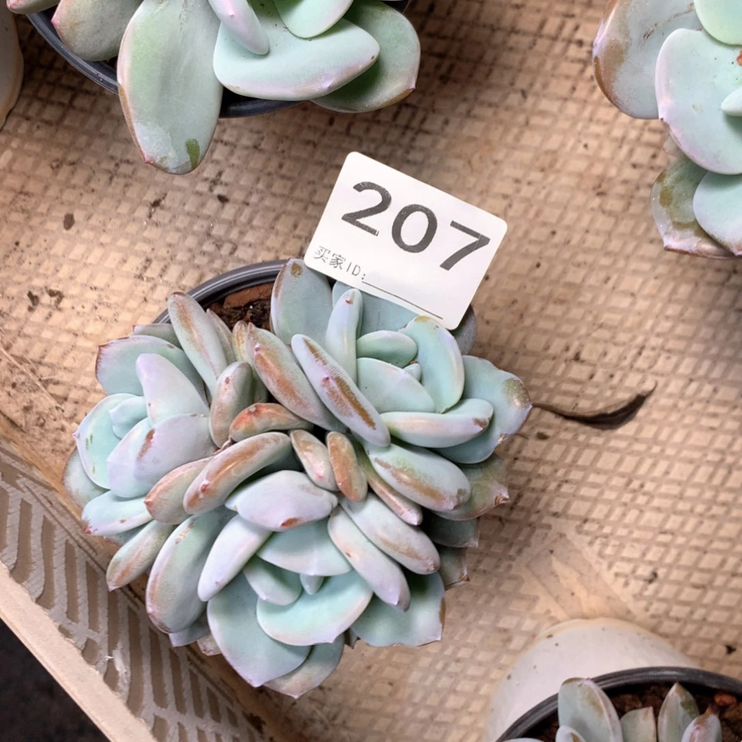 # 207不拍冷链不售后