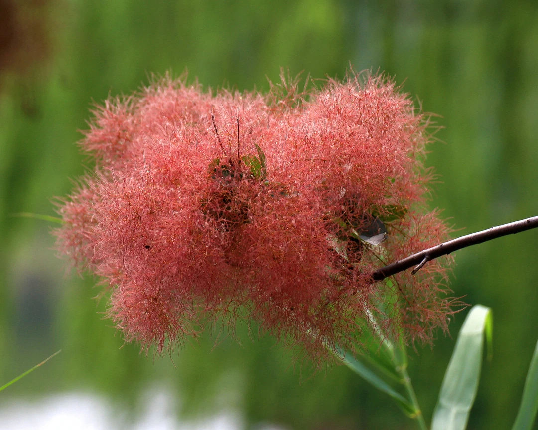 黄卢盆景盆栽！直播链接
