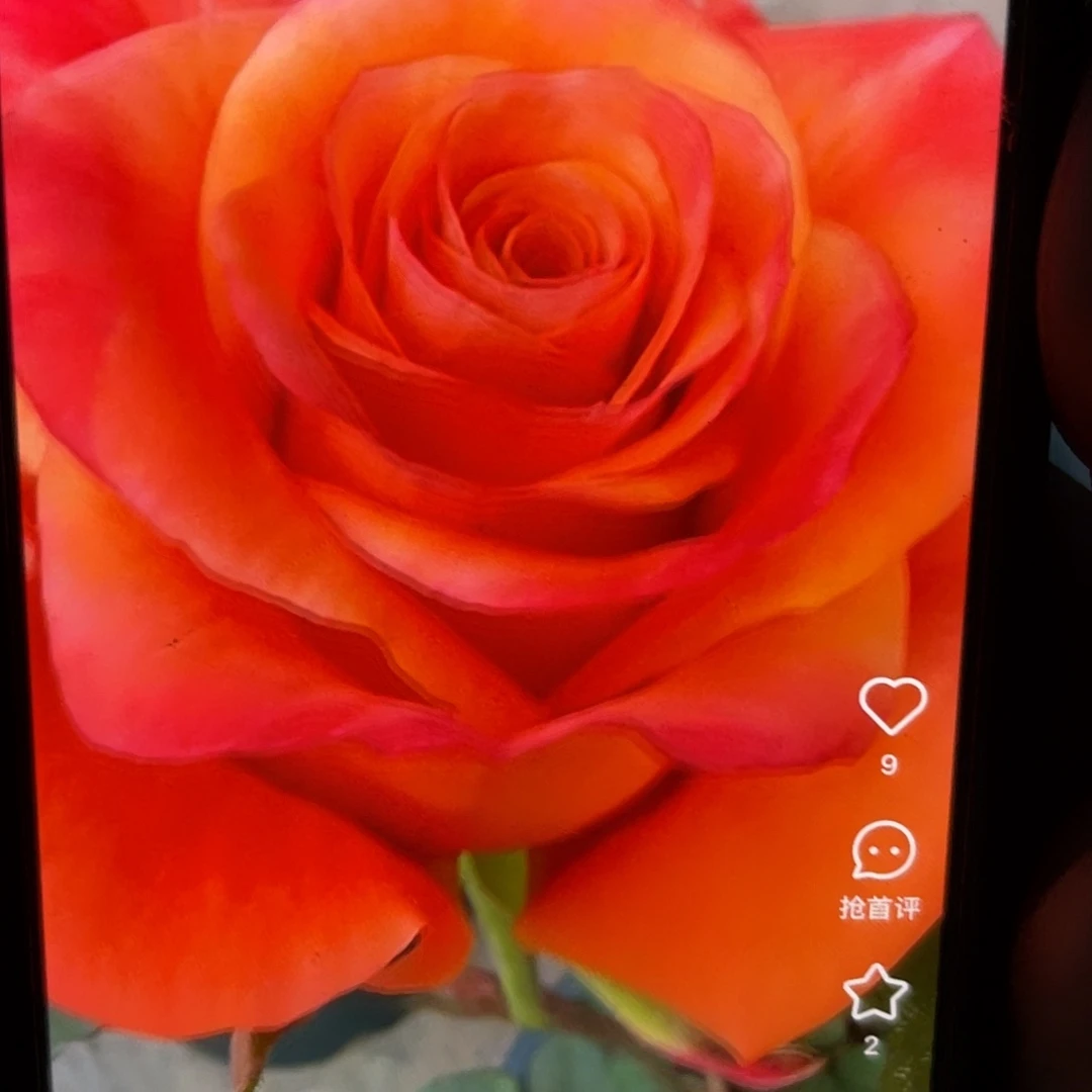 无花朵——岫烟 福利