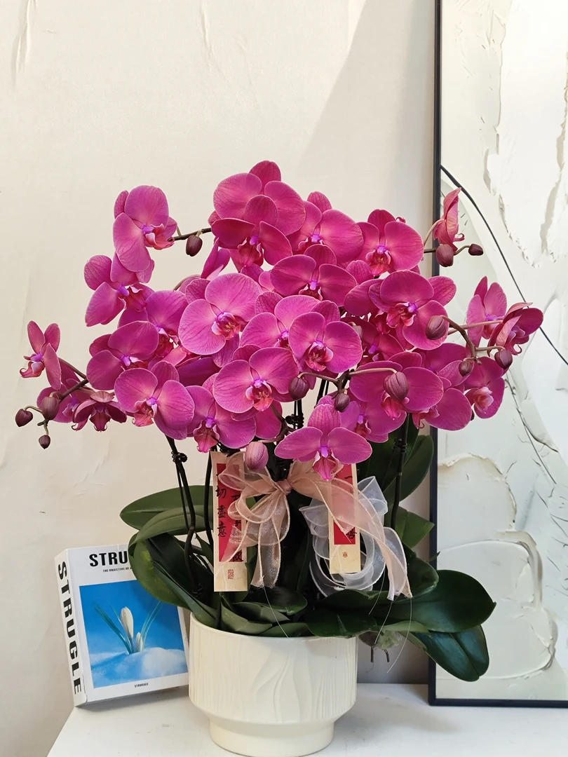 蝴蝶兰 【纳博纳】真花 秋冬耐寒花卉 四季开花 多样性发货