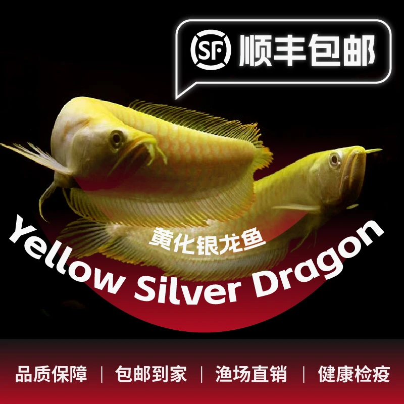 白子黄化银龙活体大型热带观赏鱼耐活好养练手鱼金龙鱼