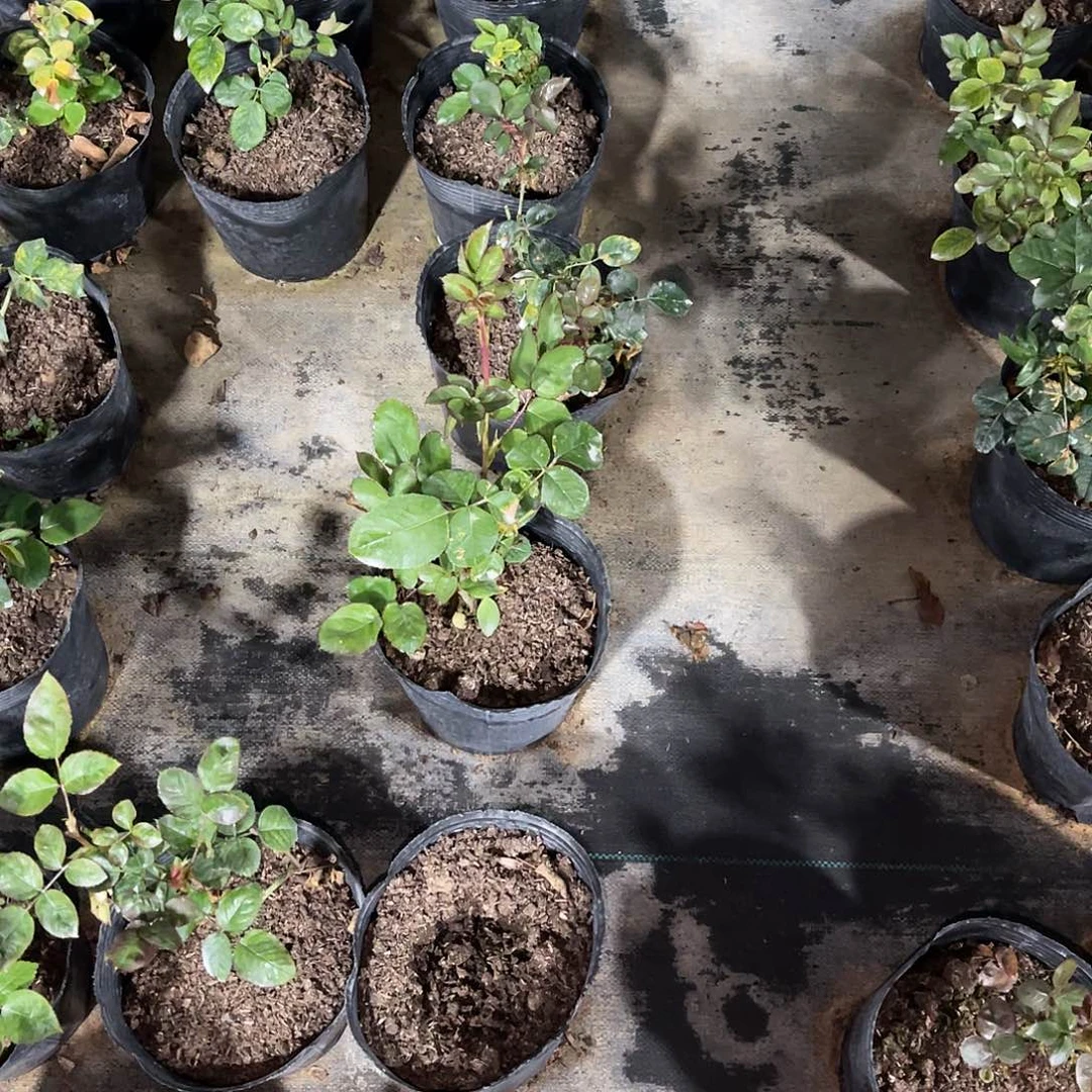 请***爱无花朵——-宝贝的爱 福利款