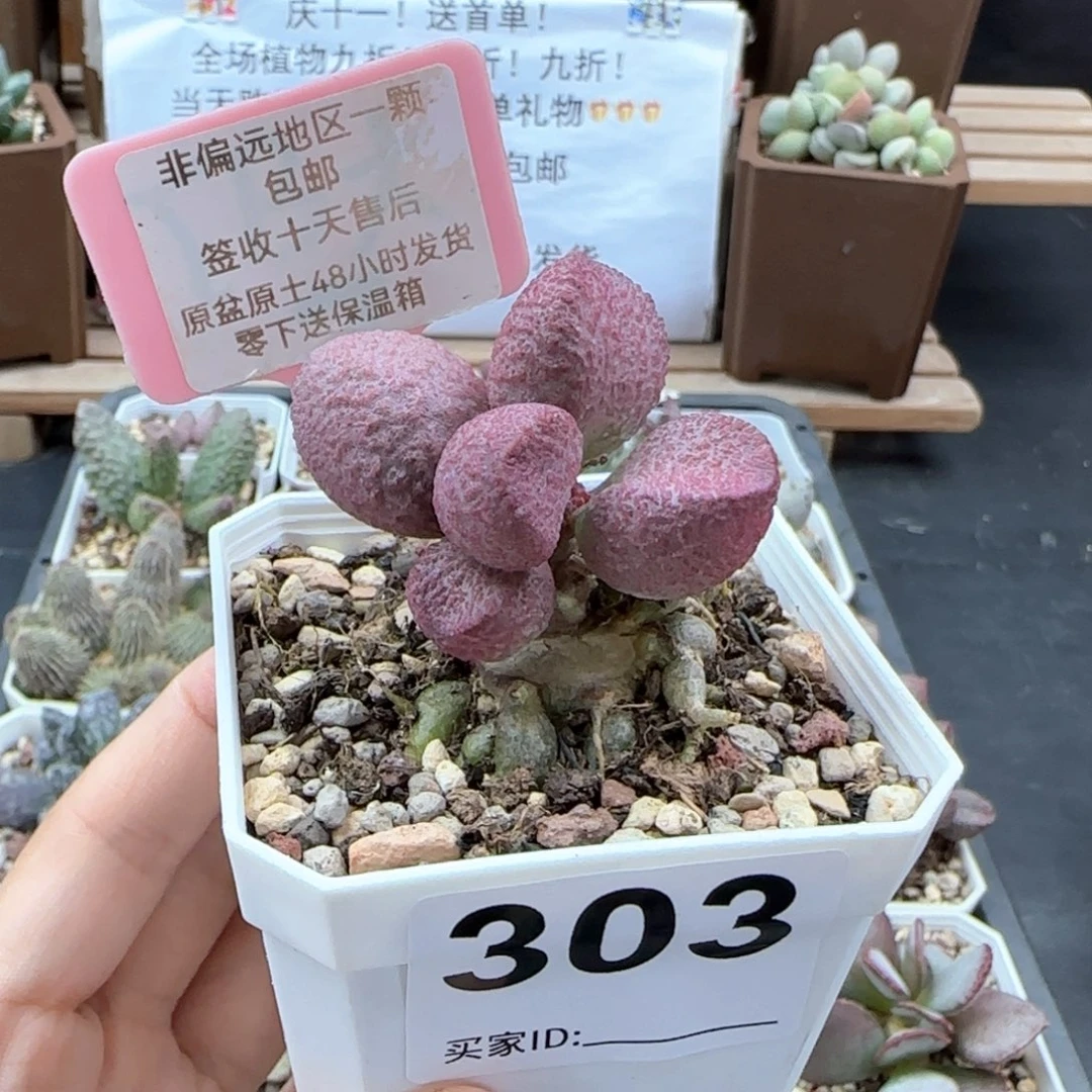303红烧肉多肉植物