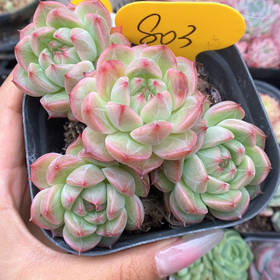 暗纹珍妮群生可拍803号。