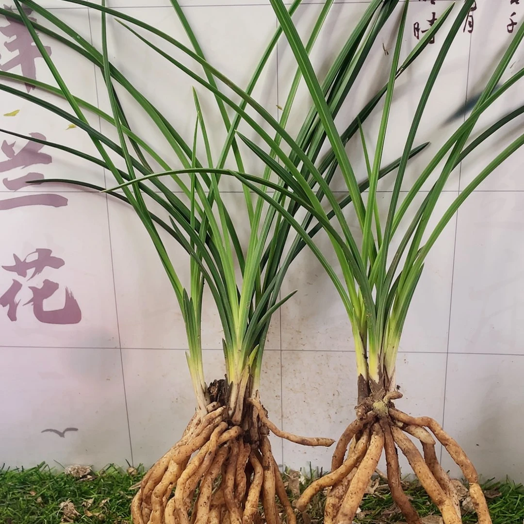 心***浪完全开放兰兰花兰花