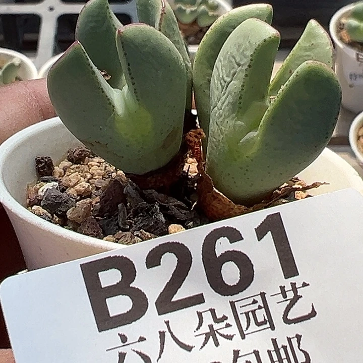 ****莉无花朵261号少将军的一