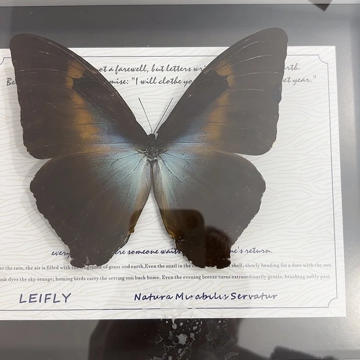 蝴蝶标本定制13号