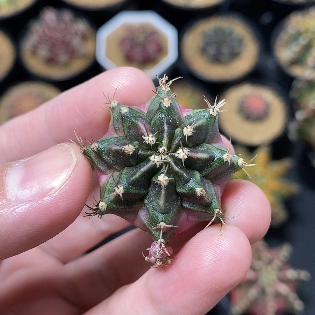米哈仙人球泡泡糖侧芽005