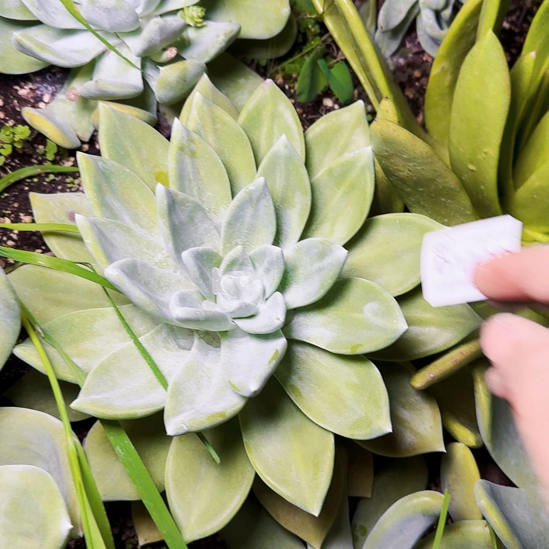 東***妤1739苹果杂交多肉