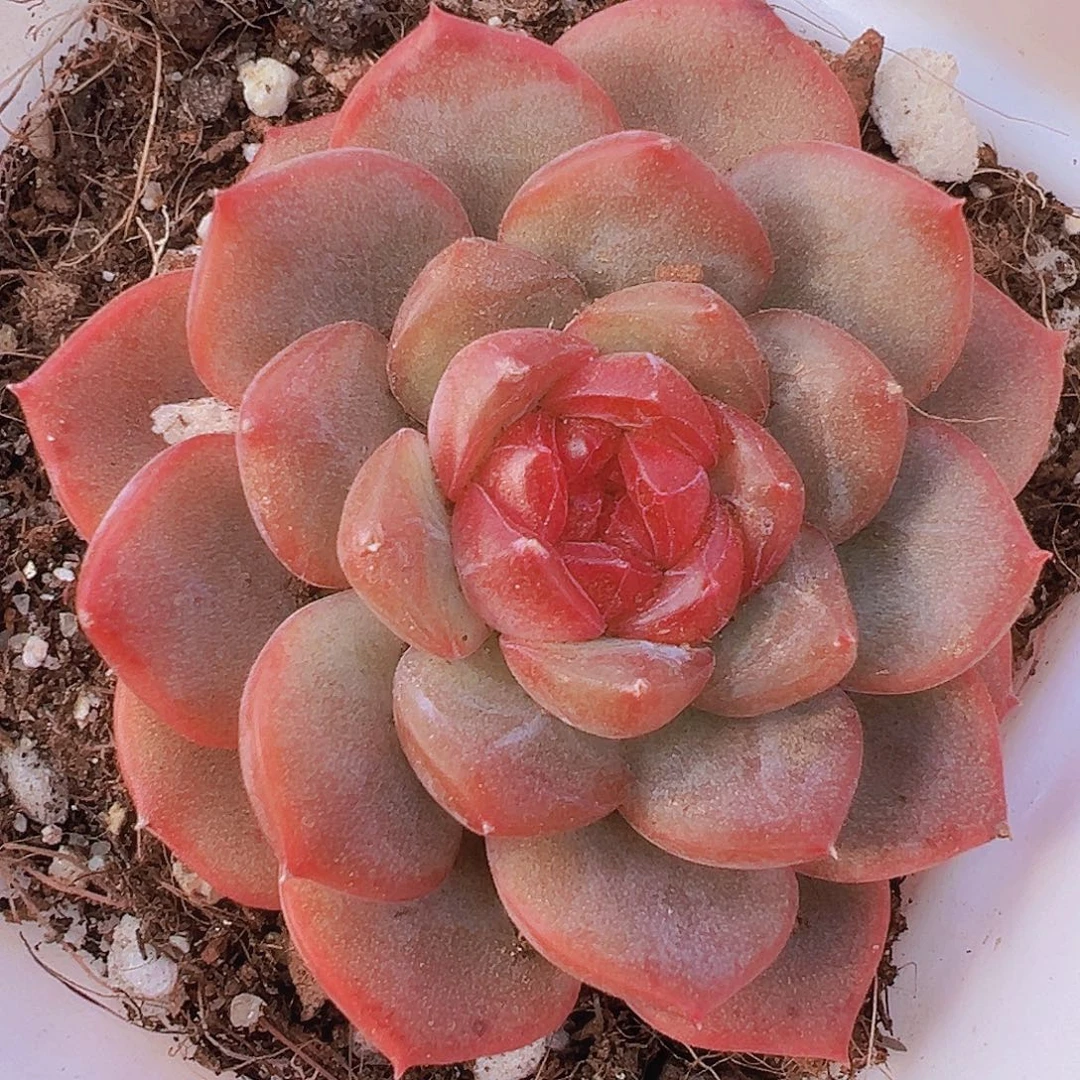 小精品单头琴心19包邮