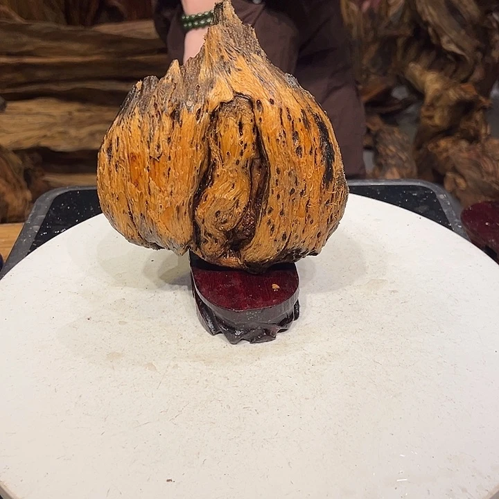 松木（琥珀木）礼琥珀