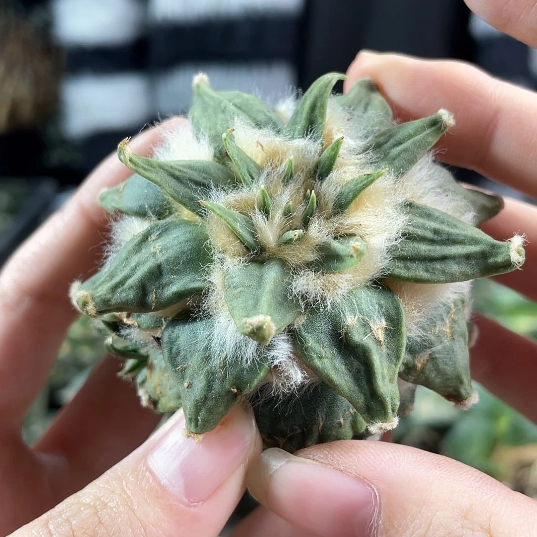 32号福利奇奇怪怪的龙牙自根