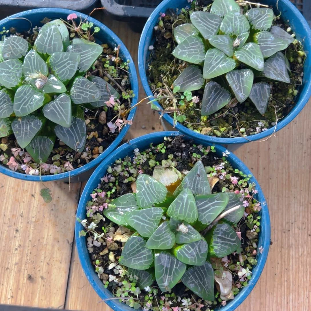 加仑盆月影母本玉露一颗多肉