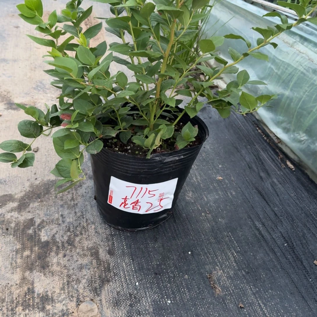 0***9大钵25一物一拍7115