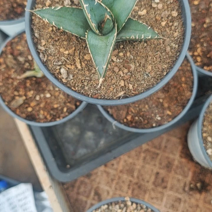 武藏坊精品龙舌兰