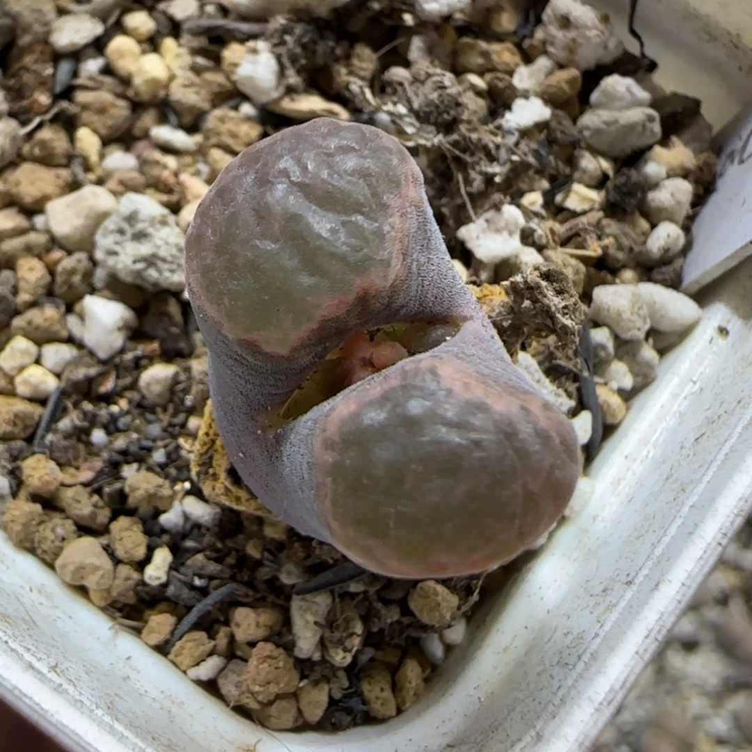 10.24。  磁铁风铃。  2035