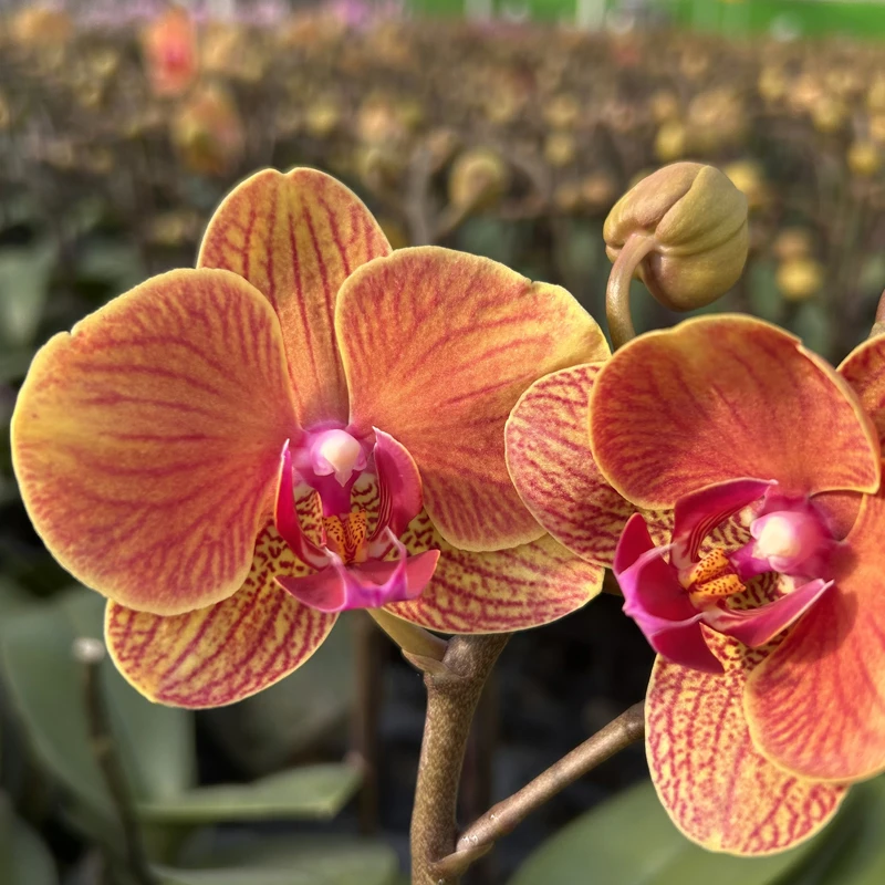 【送花盆】蝴蝶兰大吉利高端兰花绒面质地好养客厅绿植花卉