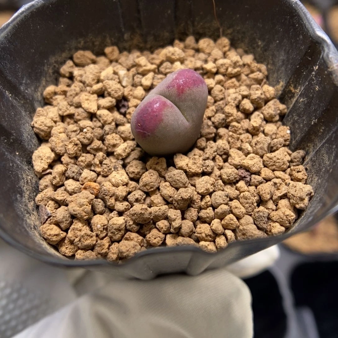 多肉植物肉锥杂交K-3585 将杂 爆炸窗