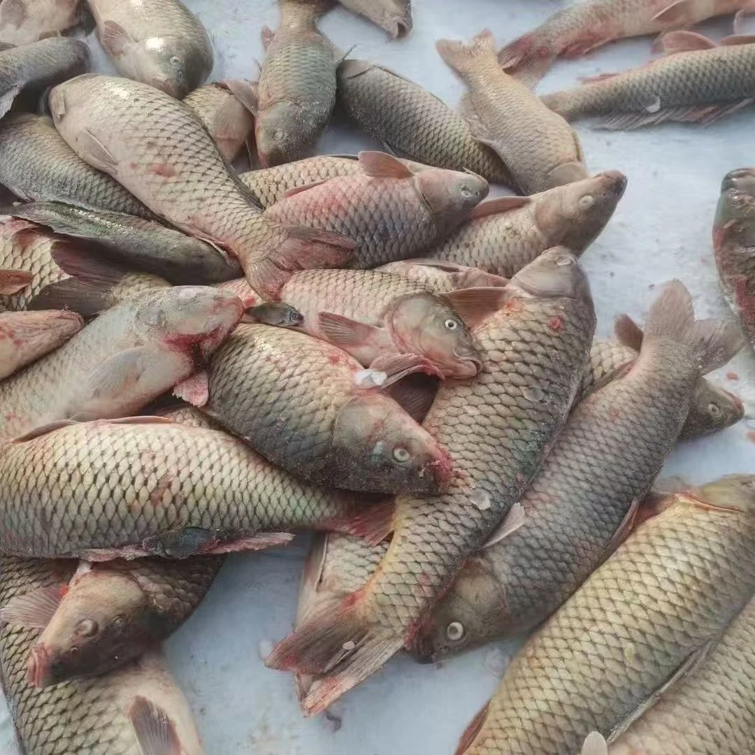 东北野生大鲤鱼！冷水鱼！顺丰包邮
