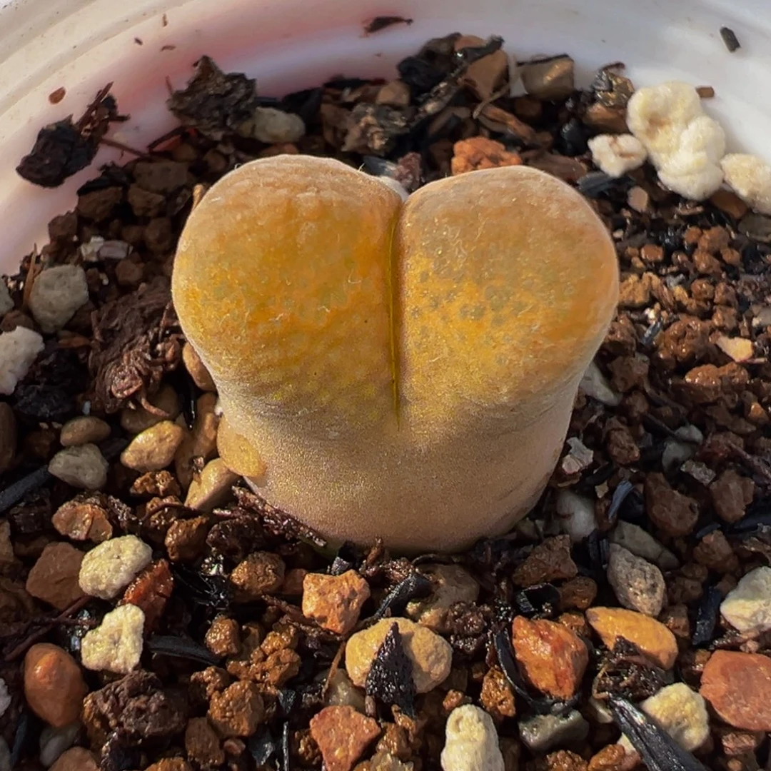 874多肉植物种类多样