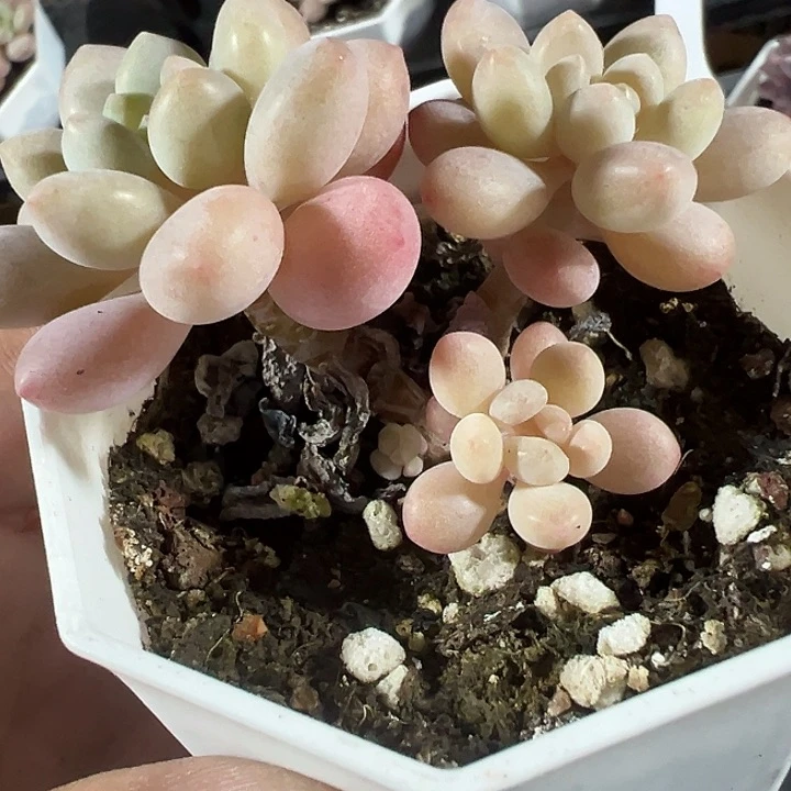 洛可可精品多肉植物