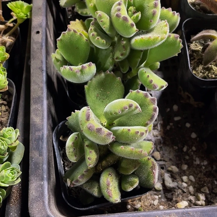 6.5方绿熊托土发货