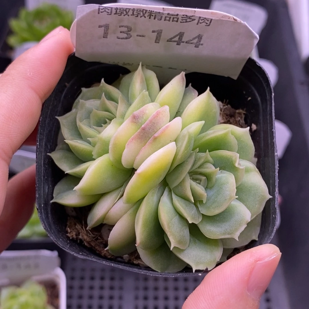 【闪购商品】13-144