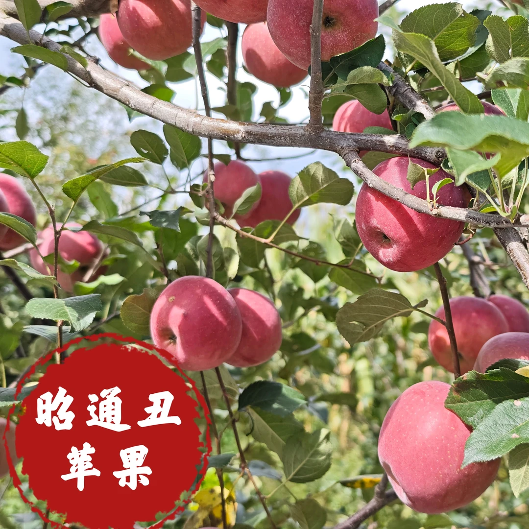 云南昭通正宗丑苹果2001新鲜现摘