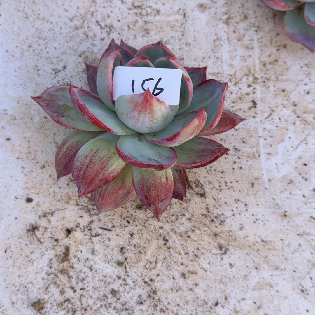 156