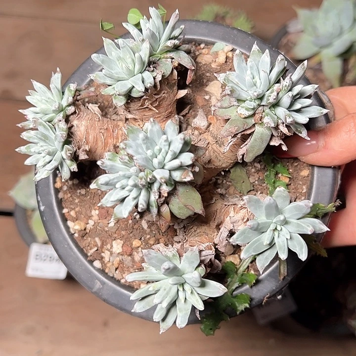 797哈哈哈哈哈哈哈多肉