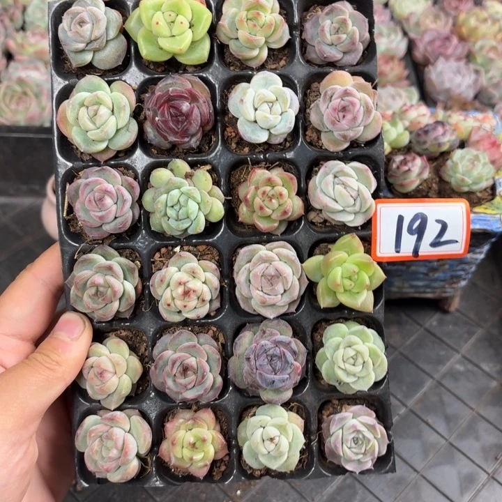 精品多肉直播一物一拍192